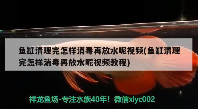 魚缸清理完怎樣消毒再放水呢視頻(魚缸清理完怎樣消毒再放水呢視頻教程) 星點金龍魚