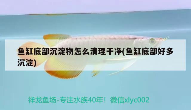 魚(yú)缸底部沉淀物怎么清理干凈(魚(yú)缸底部好多沉淀)