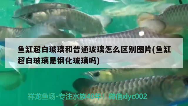 魚缸超白玻璃和普通玻璃怎么區(qū)別圖片(魚缸超白玻璃是鋼化玻璃嗎) PH調(diào)節(jié)劑