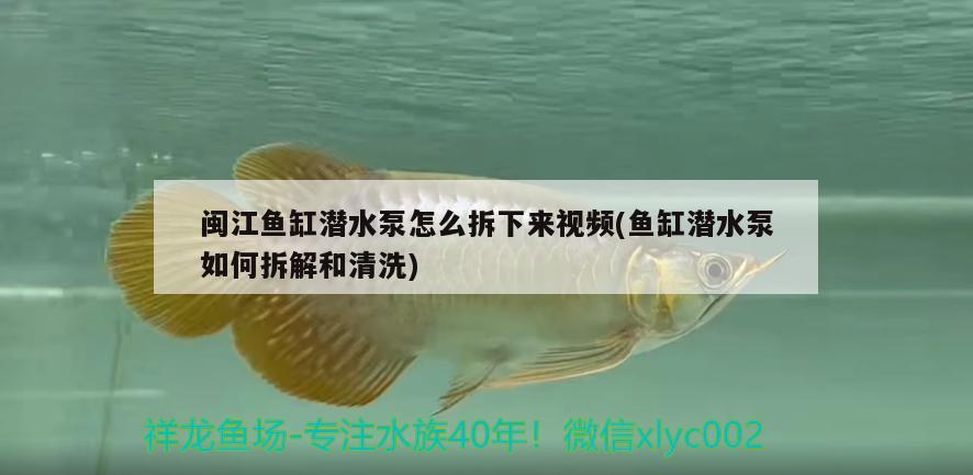 閩江魚(yú)缸潛水泵怎么拆下來(lái)視頻(魚(yú)缸潛水泵如何拆解和清洗)