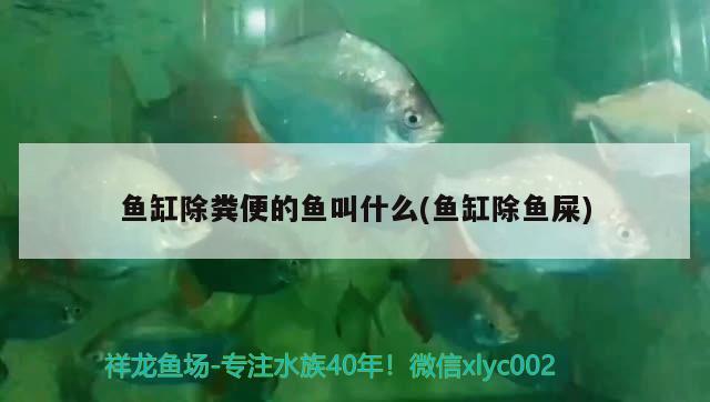 魚缸除糞便的魚叫什么(魚缸除魚屎) 元寶鯽 第2張