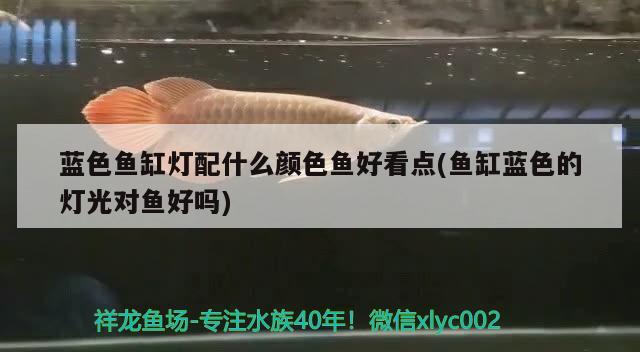 藍(lán)色魚缸燈配什么顏色魚好看點(魚缸藍(lán)色的燈光對魚好嗎) 電鰻