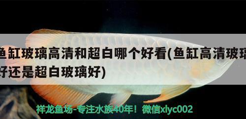 魚(yú)缸玻璃高清和超白哪個(gè)好看(魚(yú)缸高清玻璃好還是超白玻璃好)