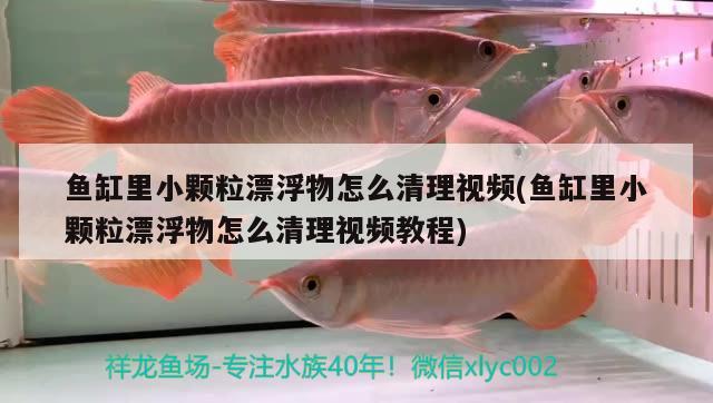 魚缸里小顆粒漂浮物怎么清理視頻(魚缸里小顆粒漂浮物怎么清理視頻教程) 白子關(guān)刀魚