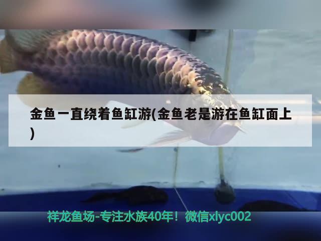 金魚一直繞著魚缸游(金魚老是游在魚缸面上) 祥龍龍魚魚糧