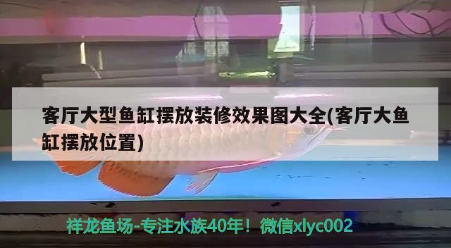 客廳大型魚缸擺放裝修效果圖大全(客廳大魚缸擺放位置) 新加坡號半紅龍魚（練手級紅龍魚）