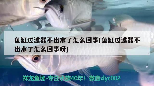 魚缸過濾器不出水了怎么回事(魚缸過濾器不出水了怎么回事呀)