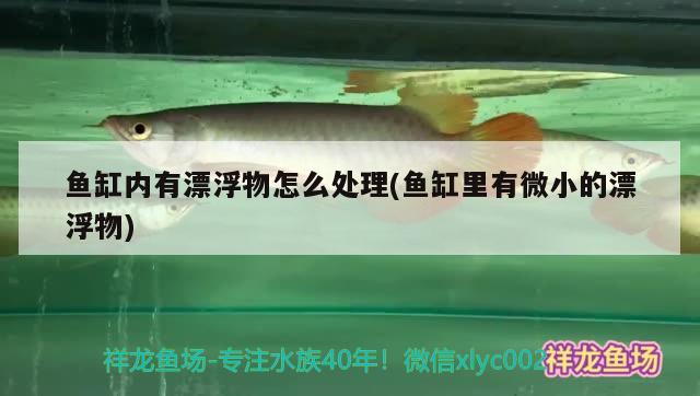 魚缸內(nèi)有漂浮物怎么處理(魚缸里有微小的漂浮物) 蝴蝶鯉魚苗