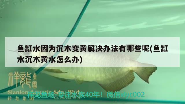 魚(yú)缸水因?yàn)槌聊咀凕S解決辦法有哪些呢(魚(yú)缸水沉木黃水怎么辦)