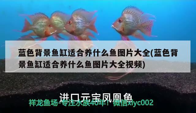 藍(lán)色背景魚缸適合養(yǎng)什么魚圖片大全(藍(lán)色背景魚缸適合養(yǎng)什么魚圖片大全視頻) 黃吉金龍（白子金龍魚）