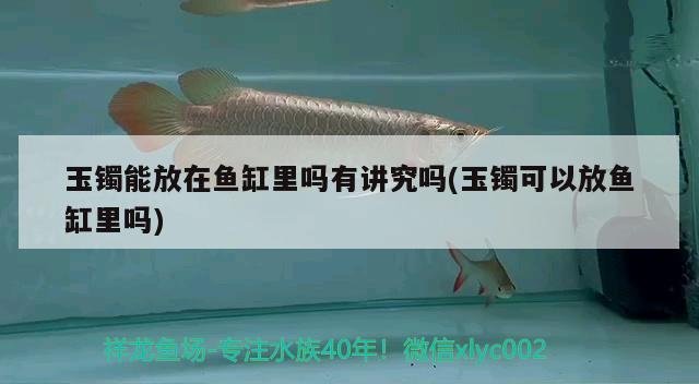 玉鐲能放在魚缸里嗎有講究嗎(玉鐲可以放魚缸里嗎)