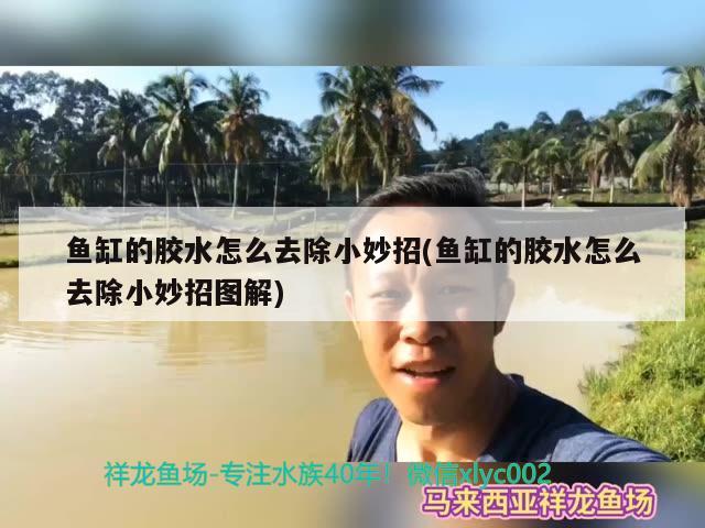 魚缸的膠水怎么去除小妙招(魚缸的膠水怎么去除小妙招圖解) 麥肯斯銀版魚