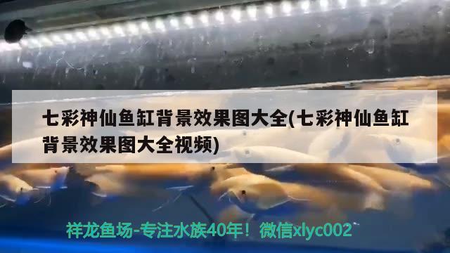 七彩神仙魚缸背景效果圖大全(七彩神仙魚缸背景效果圖大全視頻) 七彩神仙魚