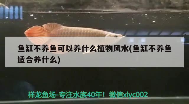 魚缸不養(yǎng)魚可以養(yǎng)什么植物風水(魚缸不養(yǎng)魚適合養(yǎng)什么)