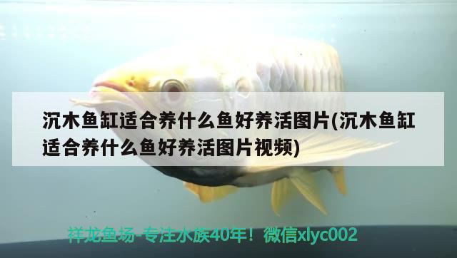 沉木魚缸適合養(yǎng)什么魚好養(yǎng)活圖片(沉木魚缸適合養(yǎng)什么魚好養(yǎng)活圖片視頻)