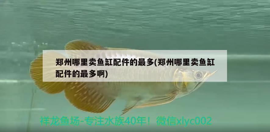 鄭州哪里賣魚缸配件的最多(鄭州哪里賣魚缸配件的最多啊) 大嘴鯨魚