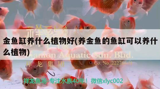 金魚缸養(yǎng)什么植物好(養(yǎng)金魚的魚缸可以養(yǎng)什么植物) 圣菲埃及魚