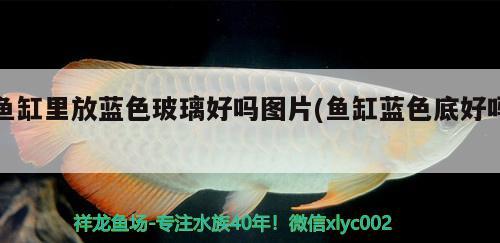 魚缸里放藍色玻璃好嗎圖片(魚缸藍色底好嗎) 白子黑帝王魟魚