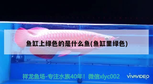 魚(yú)缸上綠色的是什么魚(yú)(魚(yú)缸里綠色) 水溫計(jì)