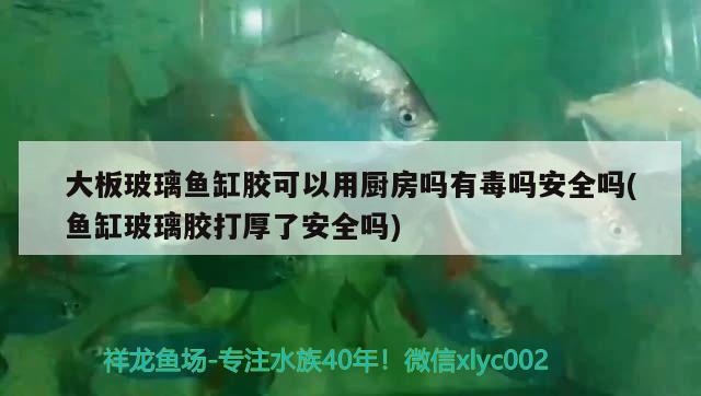 大板玻璃魚缸膠可以用廚房嗎有毒嗎安全嗎(魚缸玻璃膠打厚了安全嗎) 海象魚