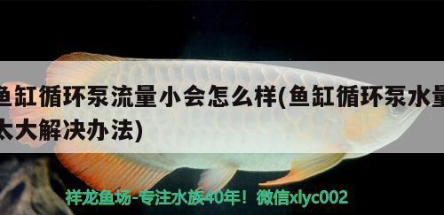 魚缸循環(huán)泵流量小會怎么樣(魚缸循環(huán)泵水量太大解決辦法)