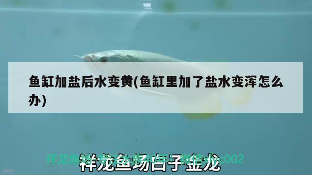 魚缸加鹽后水變黃(魚缸里加了鹽水變渾怎么辦)