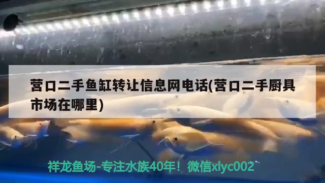 營口二手魚缸轉讓信息網(wǎng)電話(營口二手廚具市場在哪里) 翡翠鳳凰魚