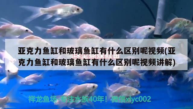 亞克力魚(yú)缸和玻璃魚(yú)缸有什么區(qū)別呢視頻(亞克力魚(yú)缸和玻璃魚(yú)缸有什么區(qū)別呢視頻講解) 藍(lán)底過(guò)背金龍魚(yú)