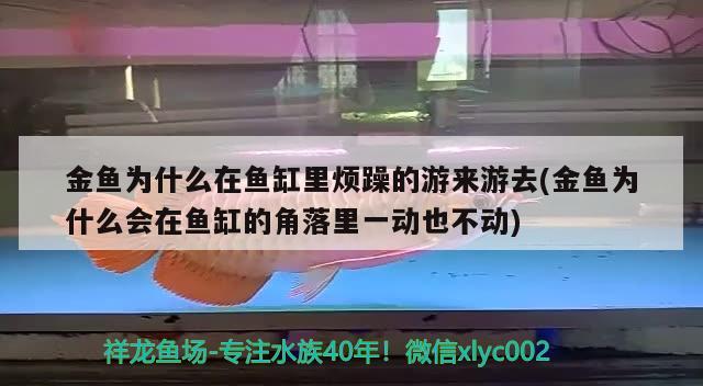 金魚為什么在魚缸里煩躁的游來游去(金魚為什么會在魚缸的角落里一動也不動) 巴西亞魚