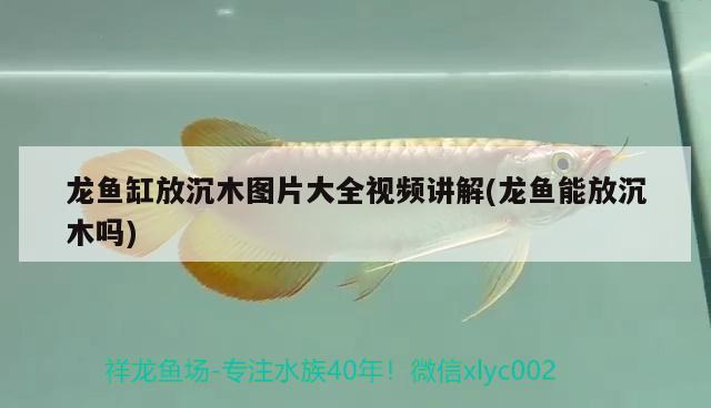 龍魚缸放沉木圖片大全視頻講解(龍魚能放沉木嗎)