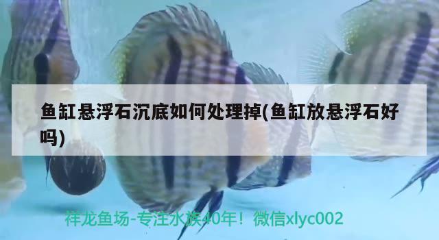 魚缸懸浮石沉底如何處理掉(魚缸放懸浮石好嗎) 胭脂孔雀龍魚