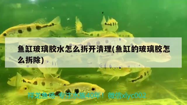 魚缸玻璃膠水怎么拆開清理(魚缸的玻璃膠怎么拆除)