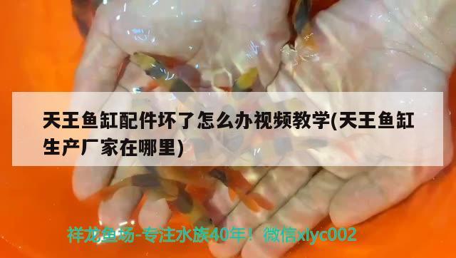 天王魚缸配件壞了怎么辦視頻教學(xué)(天王魚缸生產(chǎn)廠家在哪里) 翡翠鳳凰魚