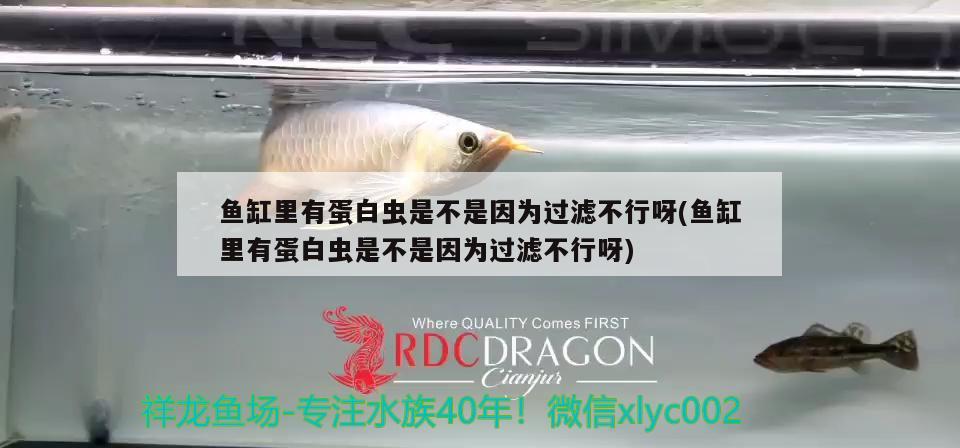 魚(yú)缸里有蛋白蟲(chóng)是不是因?yàn)檫^(guò)濾不行呀(魚(yú)缸里有蛋白蟲(chóng)是不是因?yàn)檫^(guò)濾不行呀) 粗線銀版魚(yú)