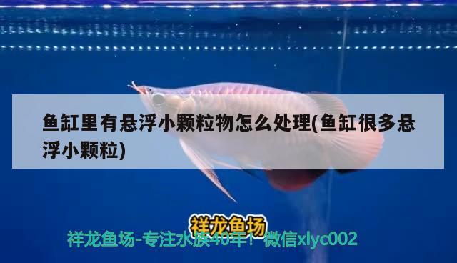 魚缸里有懸浮小顆粒物怎么處理(魚缸很多懸浮小顆粒)