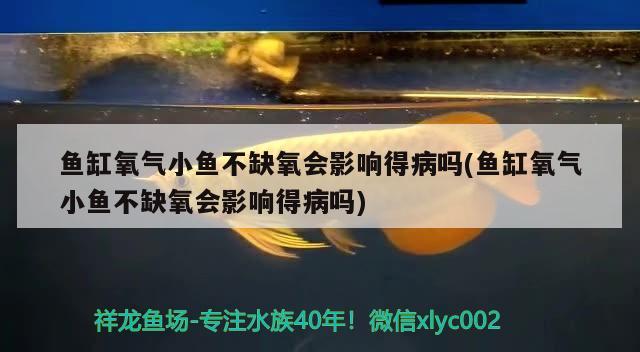 魚缸氧氣小魚不缺氧會影響得病嗎(魚缸氧氣小魚不缺氧會影響得病嗎) 藍(lán)底過背金龍魚