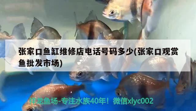 張家口魚缸維修店電話號(hào)碼多少(張家口觀賞魚批發(fā)市場) 觀賞魚批發(fā)