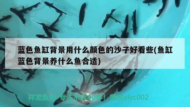 藍色魚缸背景用什么顏色的沙子好看些(魚缸藍色背景養(yǎng)什么魚合適) 印尼小紅龍