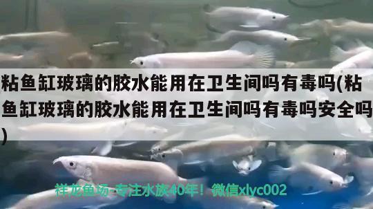 粘魚缸玻璃的膠水能用在衛(wèi)生間嗎有毒嗎(粘魚缸玻璃的膠水能用在衛(wèi)生間嗎有毒嗎安全嗎) 觀賞魚市場（混養(yǎng)魚）