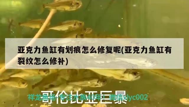 亞克力魚(yú)缸有劃痕怎么修復(fù)呢(亞克力魚(yú)缸有裂紋怎么修補(bǔ)) 財(cái)神鸚鵡魚(yú)