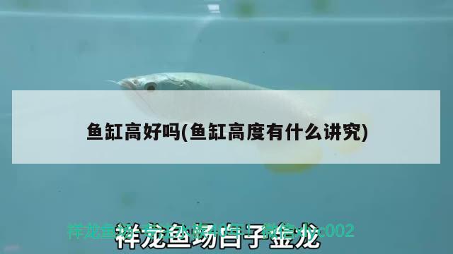 魚(yú)缸高好嗎(魚(yú)缸高度有什么講究) 粗線銀版魚(yú)苗