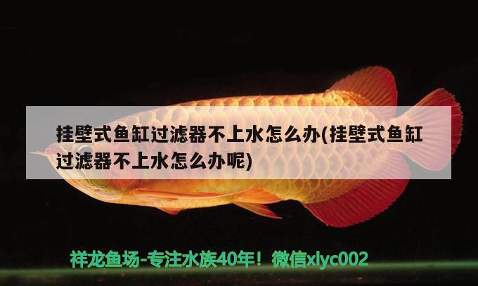 掛壁式魚缸過濾器不上水怎么辦(掛壁式魚缸過濾器不上水怎么辦呢)