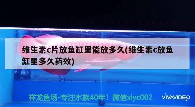 維生素c片放魚缸里能放多久(維生素c放魚缸里多久藥效) 印尼三紋虎