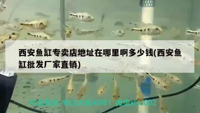 西安魚缸專賣店地址在哪里啊多少錢(西安魚缸批發(fā)廠家直銷) 黃金達摩魚