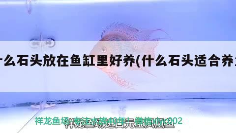 什么石頭放在魚缸里好養(yǎng)(什么石頭適合養(yǎng)魚)