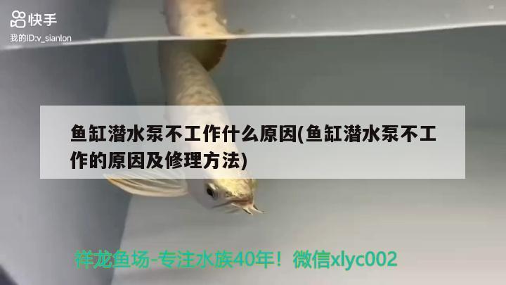 魚缸潛水泵不工作什么原因(魚缸潛水泵不工作的原因及修理方法) 金龍福龍魚