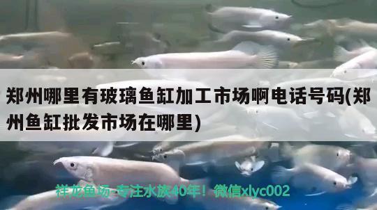 鄭州哪里有玻璃魚缸加工市場啊電話號碼(鄭州魚缸批發(fā)市場在哪里)