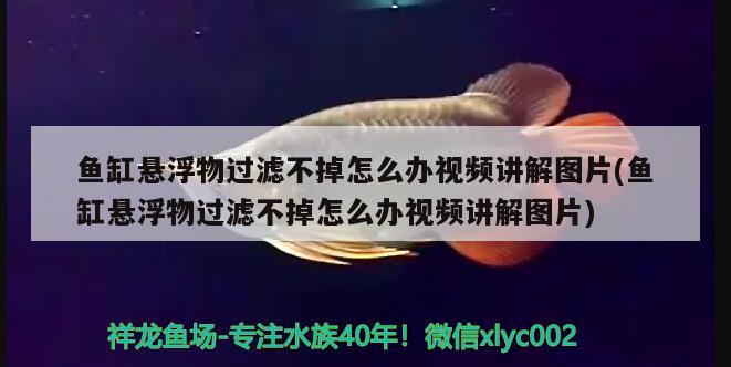 魚缸懸浮物過濾不掉怎么辦視頻講解圖片(魚缸懸浮物過濾不掉怎么辦視頻講解圖片) 虎斑恐龍魚