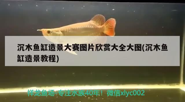 沉木魚(yú)缸造景大賽圖片欣賞大全大圖(沉木魚(yú)缸造景教程) 羅漢魚(yú)