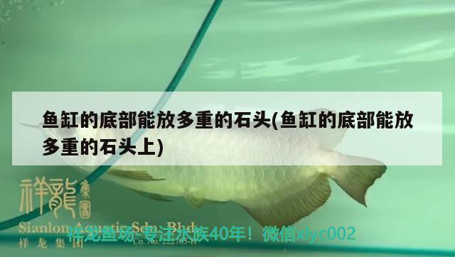 魚缸的底部能放多重的石頭(魚缸的底部能放多重的石頭上)